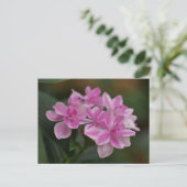 Roze Hydrangeabloem Ansichtkaart Feestdagenkaart (Staand voorkant)