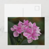Roze Hydrangeabloem Ansichtkaart Feestdagenkaart (Voorkant / Achterkant)