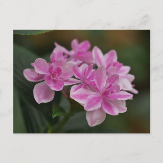 Roze Hydrangeabloem Ansichtkaart Feestdagenkaart (Voorkant)