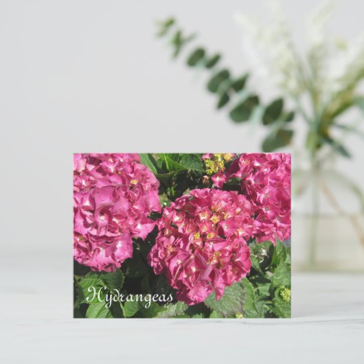 Roze hydrangeas briefkaart (Staand voorkant)