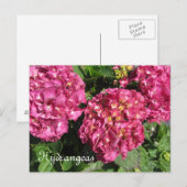 Roze hydrangeas briefkaart (Voorkant / Achterkant)