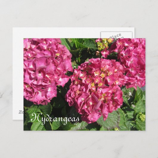 Roze hydrangeas briefkaart (Voorkant / Achterkant)
