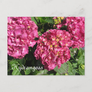 Roze hydrangeas briefkaart