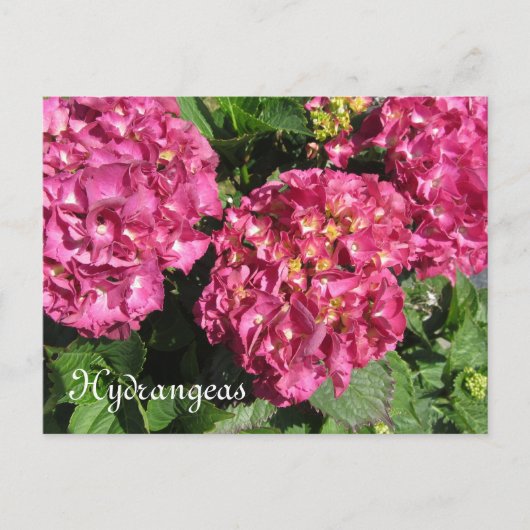 Roze hydrangeas briefkaart (Voorkant)