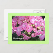 Roze hydrangeas briefkaart (Voorkant / Achterkant)