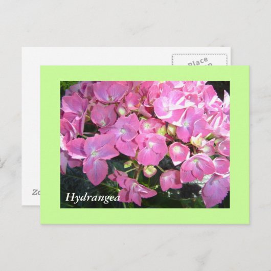 Roze hydrangeas briefkaart (Voorkant / Achterkant)