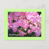 Roze hydrangeas briefkaart (Voorkant)