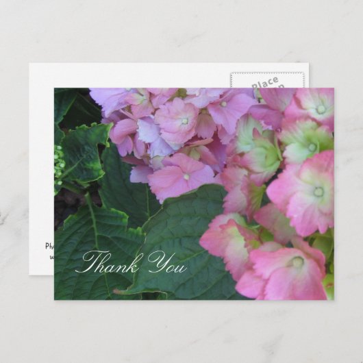 Roze hydrangeas briefkaart (Voorkant / Achterkant)