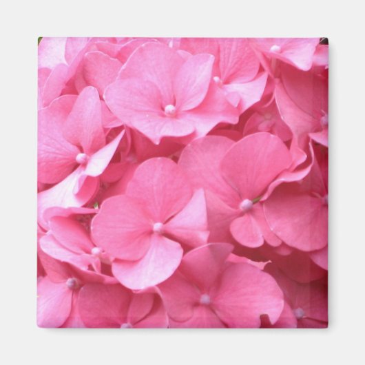 Roze Hydrangeas Magnet (Voorkant)