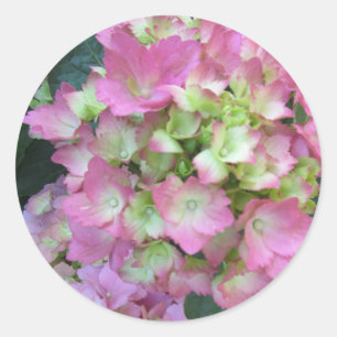 Roze Hydrangea's Ronde Sticker