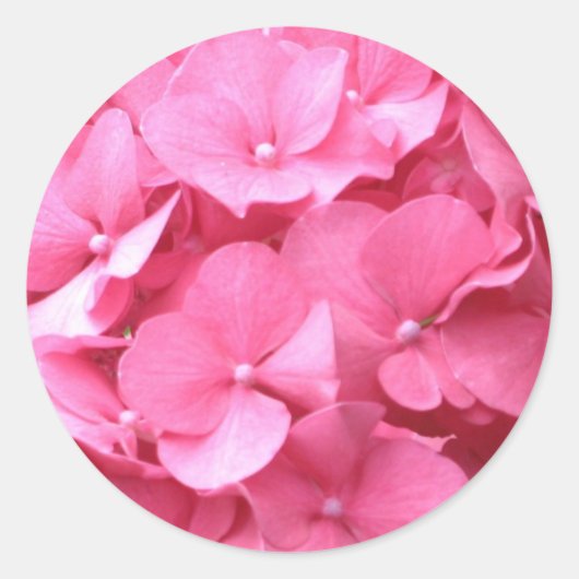 Roze hydrangeas ronde sticker (Voorkant)