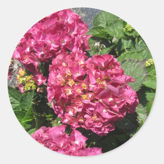 Roze Hydrangea's Ronde Sticker (Voorkant)