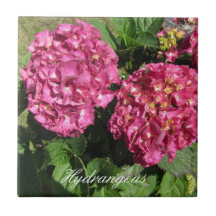 Roze hydrangeas tegeltje