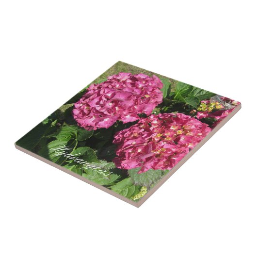 Roze hydrangeas tegeltje (Zijkant)
