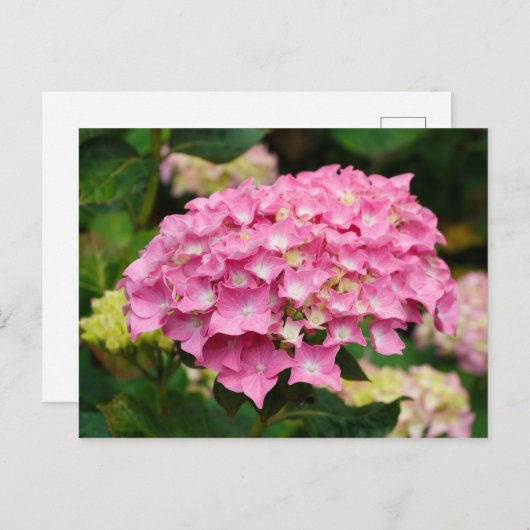 Roze hydrangebloemen briefkaart (Voorkant / Achterkant)