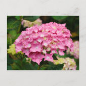 Roze hydrangebloemen briefkaart (Voorkant)