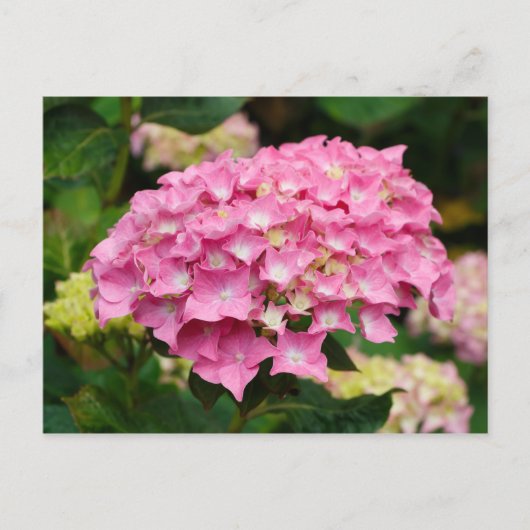 Roze hydrangebloemen briefkaart (Voorkant)