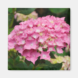 Roze hydrangebloemen magneet
