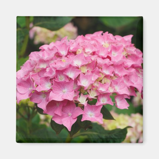 Roze hydrangebloemen magneet (Voorkant)