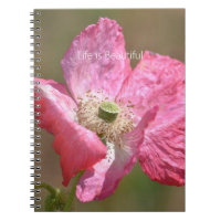Roze IJslandse Papaver Bloem (mijn fotografie)