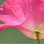Roze IJslandse papaverbloem Fotobeeldje Magneet<br><div class="desc">Roze IJslandse papaverbloem</div>