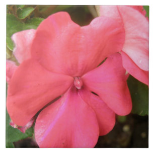 Roze imatiens Bloem Macro Tegel Tegeltje