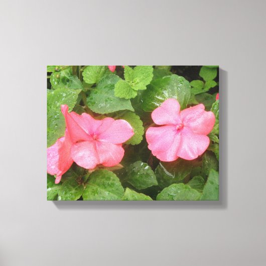 Roze Impatiens Bloemen Canvasprint Canvas Afdruk (Voorkant)