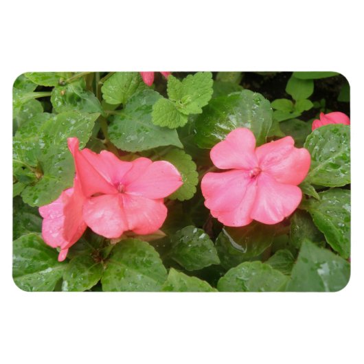 Roze Impatiens Bloemen Premium Magnet Magneet (Horizontaal)