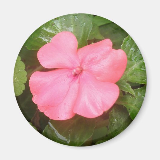 Roze Impatiens Bloemnet Magneet (Voorkant)