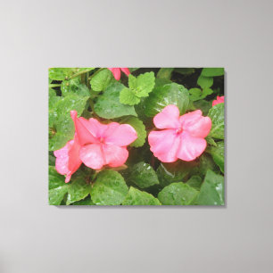 Roze Impatiens Flowers Canvas Afdrukken