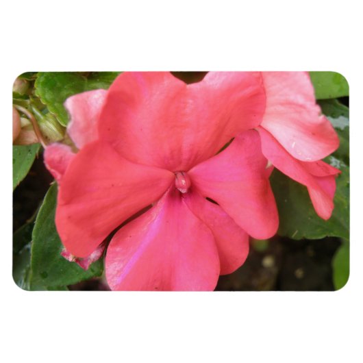 Roze impatiens langzamer Macro Premium Magnet Magneet (Horizontaal)