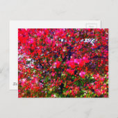 Roze impressionistische herfstbomen briefkaart (Voorkant / Achterkant)