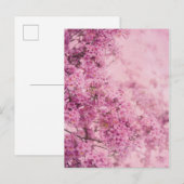 Roze in roze briefkaart (Voorkant / Achterkant)