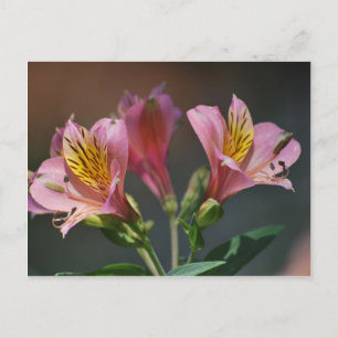 Roze inca Lily bloemen en betekenis Briefkaart