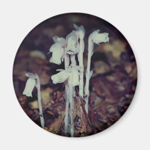 Roze Indian Pipe-wildbloemen Natuur Magneet