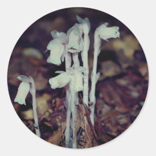Roze Indiase Natuur van paddenstoel Ronde Sticker
