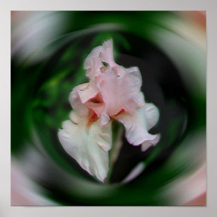 Roze iris bloem Abstracte kunst Poster