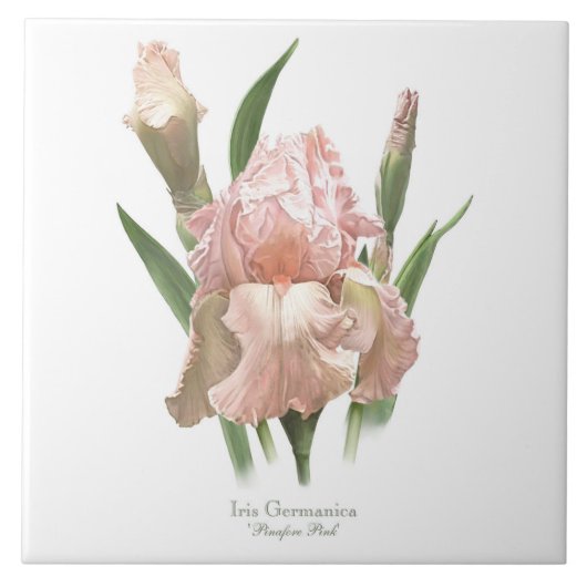 roze iris botanische stijl kunst tegeltje (Voorkant)