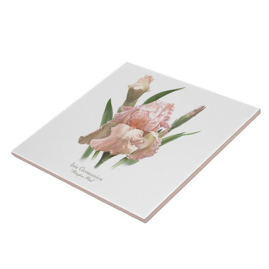  roze iris botanische stijl kunst tegeltje (Zijkant)