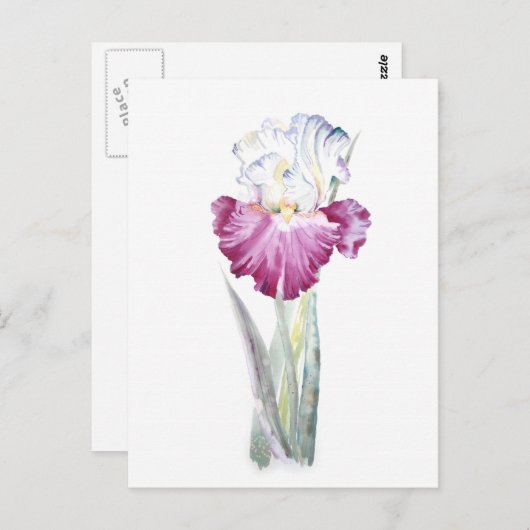 Roze Iris Briefkaart (Voorkant / Achterkant)