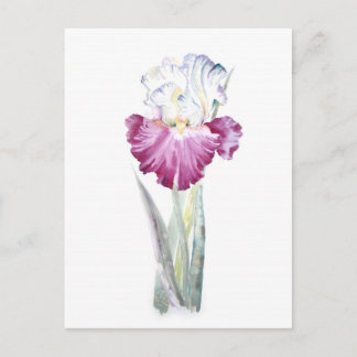 Roze Iris Briefkaart