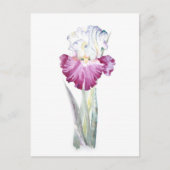 Roze Iris Briefkaart (Voorkant)