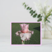 Roze Iris Briefkaart (Staand voorkant)