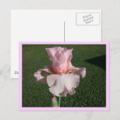 Roze Iris Briefkaart (Voorkant / Achterkant)