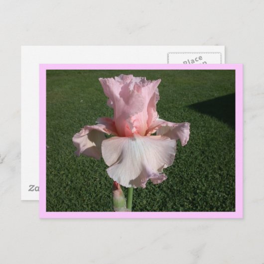 Roze Iris Briefkaart (Voorkant / Achterkant)