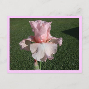 Roze Iris Briefkaart