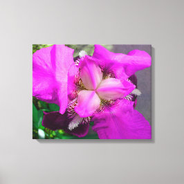 Roze Iris Canvas