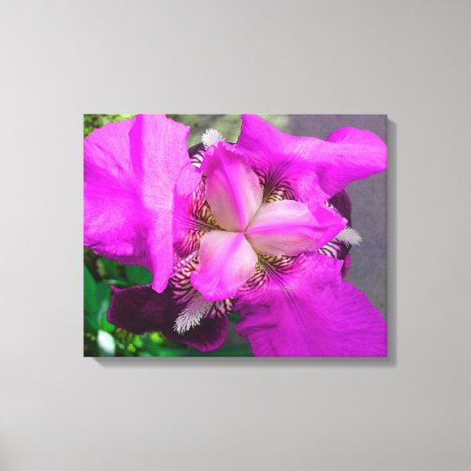 Roze Iris Canvas (Voorkant)