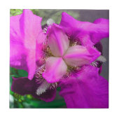 Roze Iris Flower Tegel Tegeltje (Voorkant)