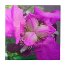 Roze Iris Flower Tegel